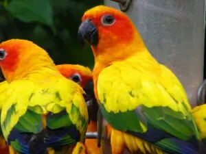 aratinga solstitialis jurong bird park