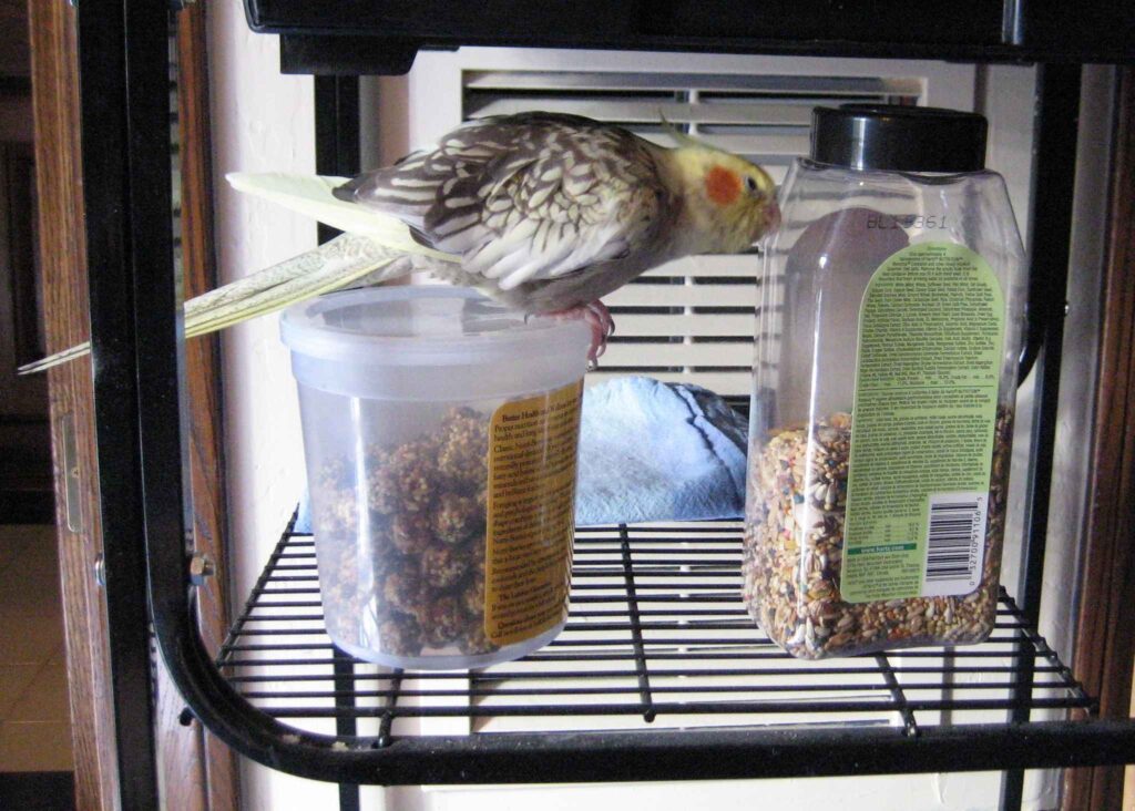 Safe Seeds for Cockatiels