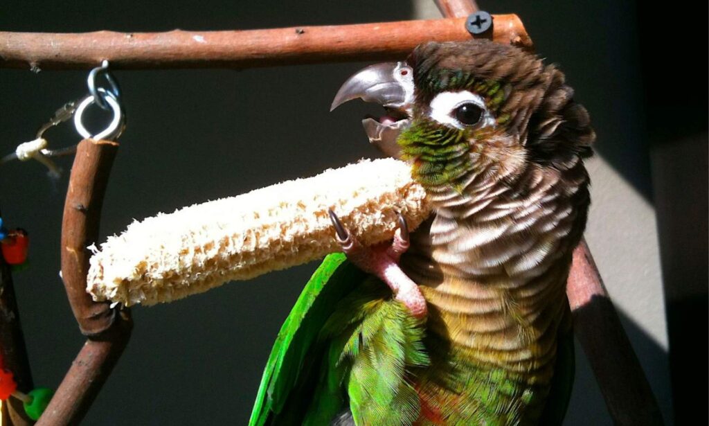 Pet care tips, Birds food