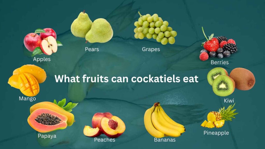 What fruits can cockatiels eat