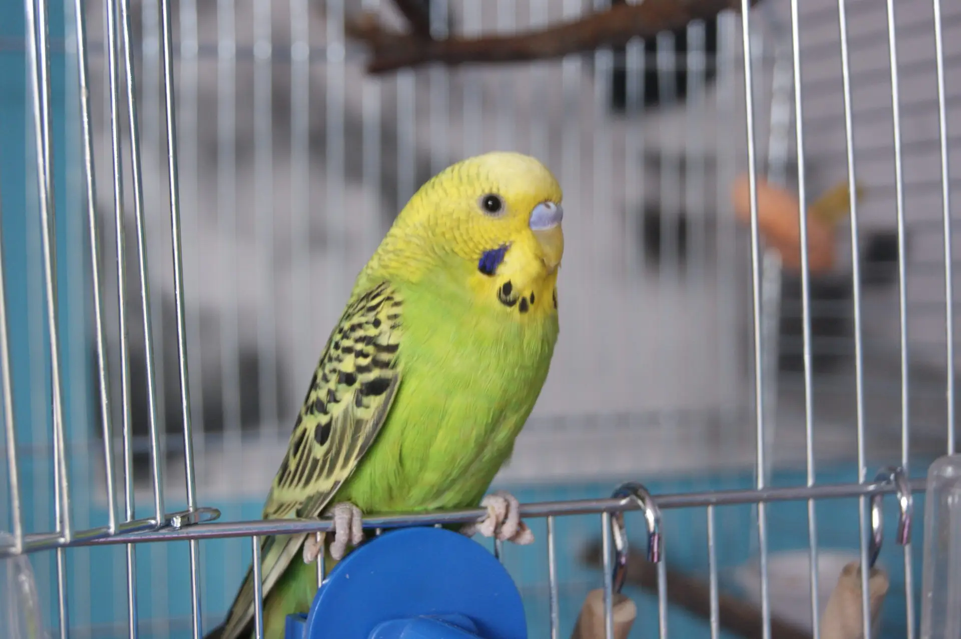 bird beak fauna lovebird vertebrate