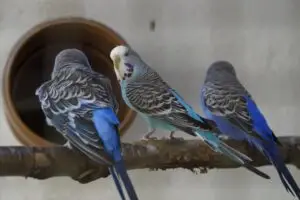 bird wing beak blue friendship together