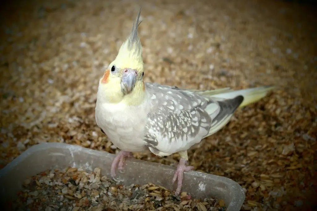 Cockatiel Bird Food List Chart