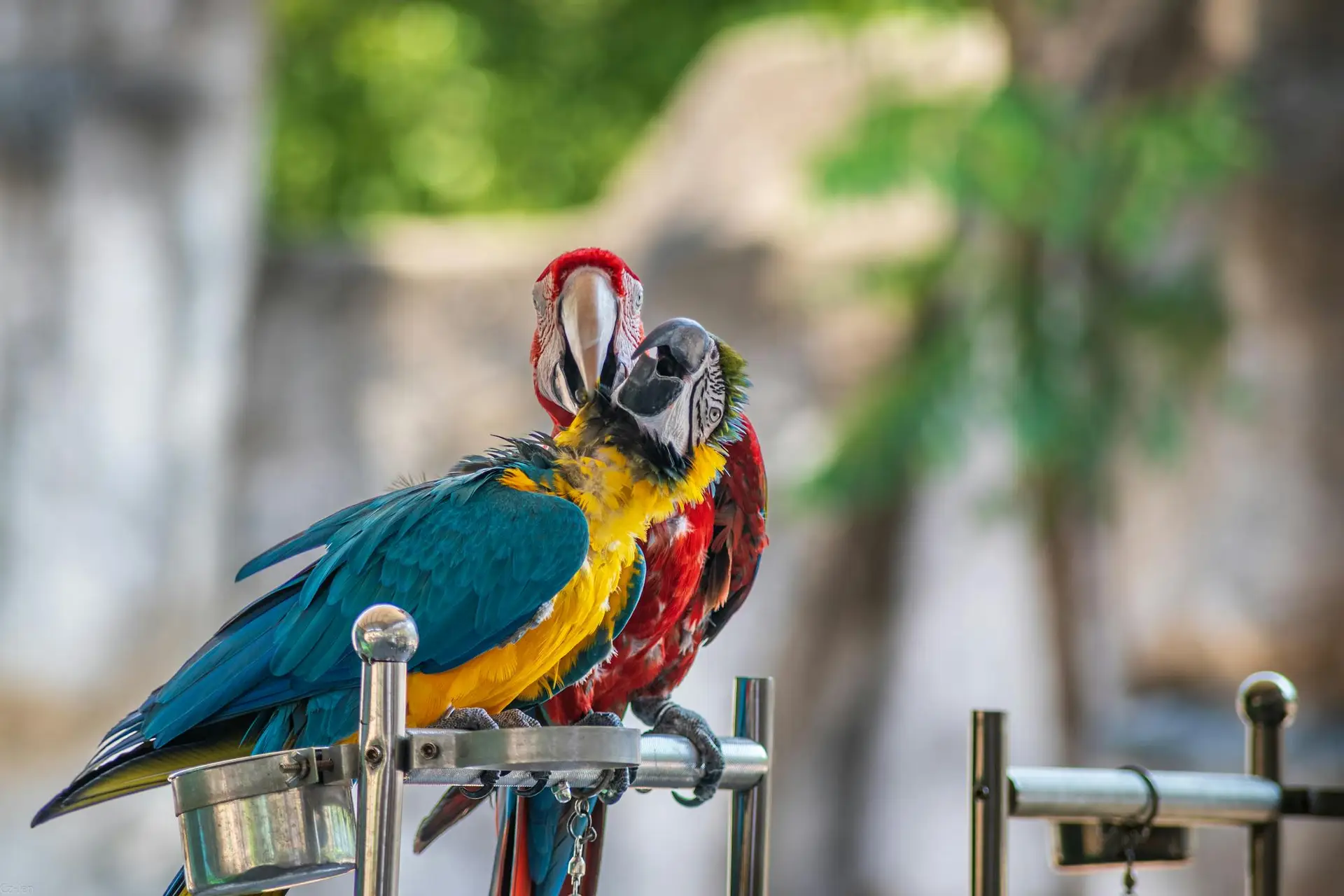 pet bird