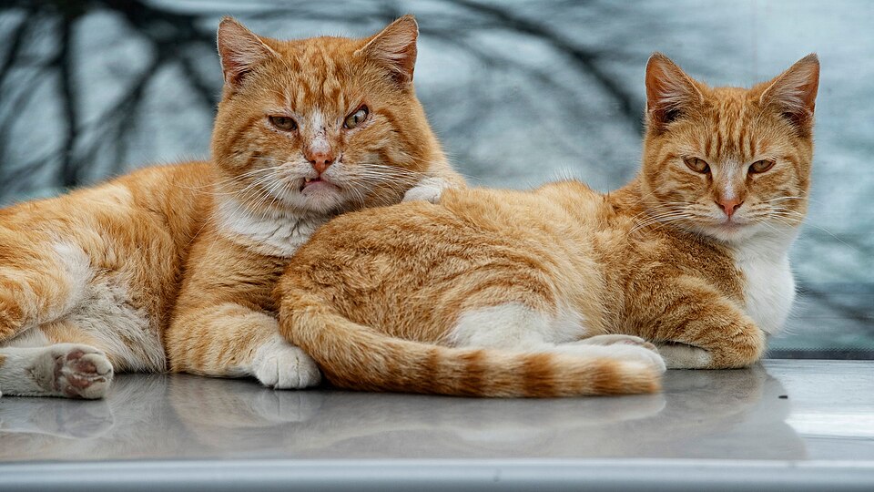 A Pet Care Guide