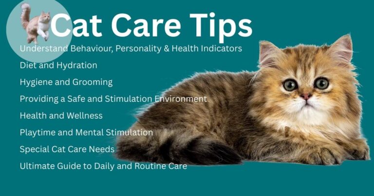 Cat Care Tips for Beginners
