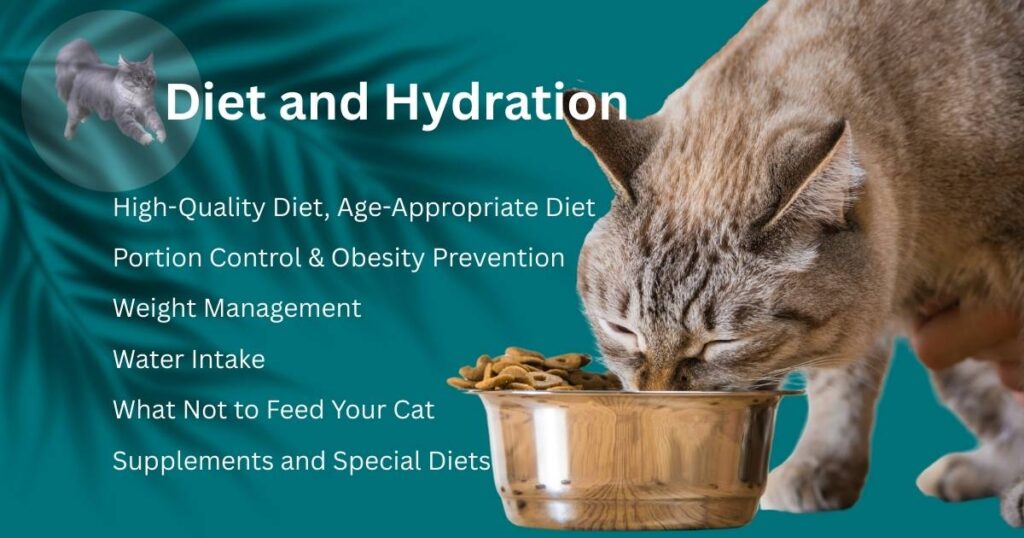 Cat Care Tips for diet and hydration
