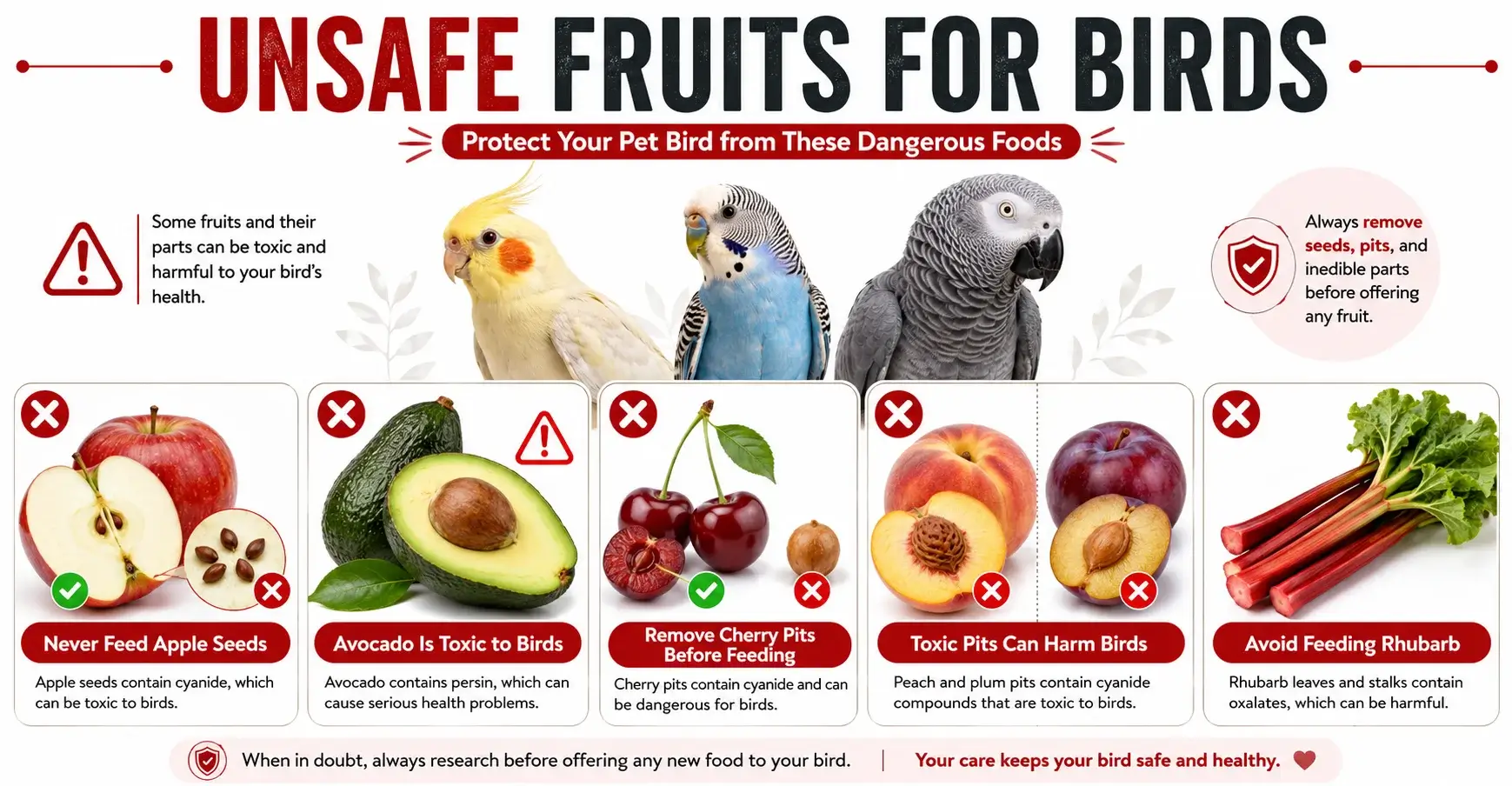 Unsafe Fruits for Birds Unsafe fruits for birds infographic showing apple seeds, avocado, cherry pits, peach and plum pits, and rhubarb that can be harmful to pet birds.