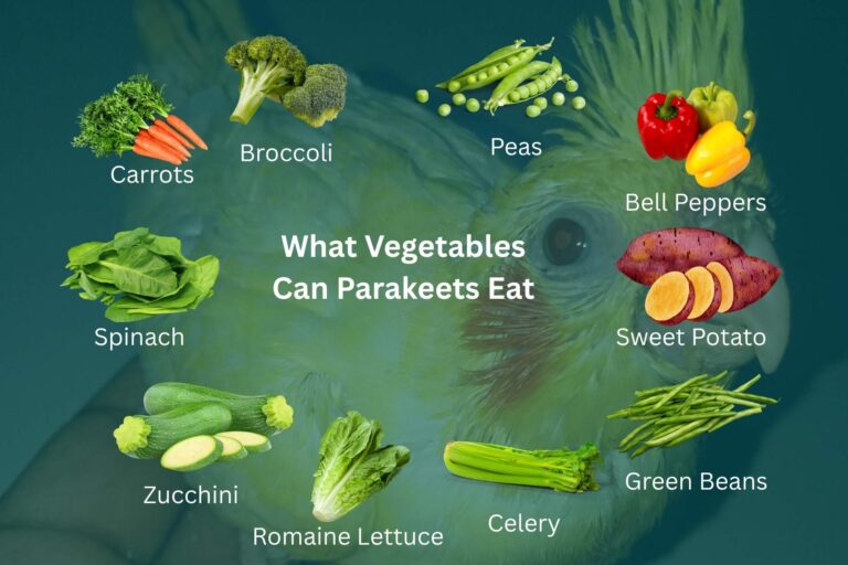 What Vegetables Can Parakeets Eat