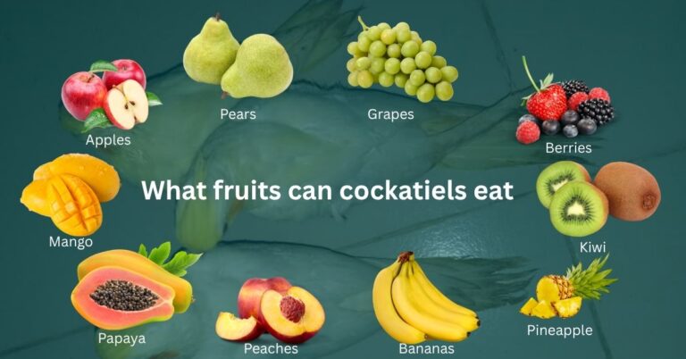 What fruits can cockatiels eat