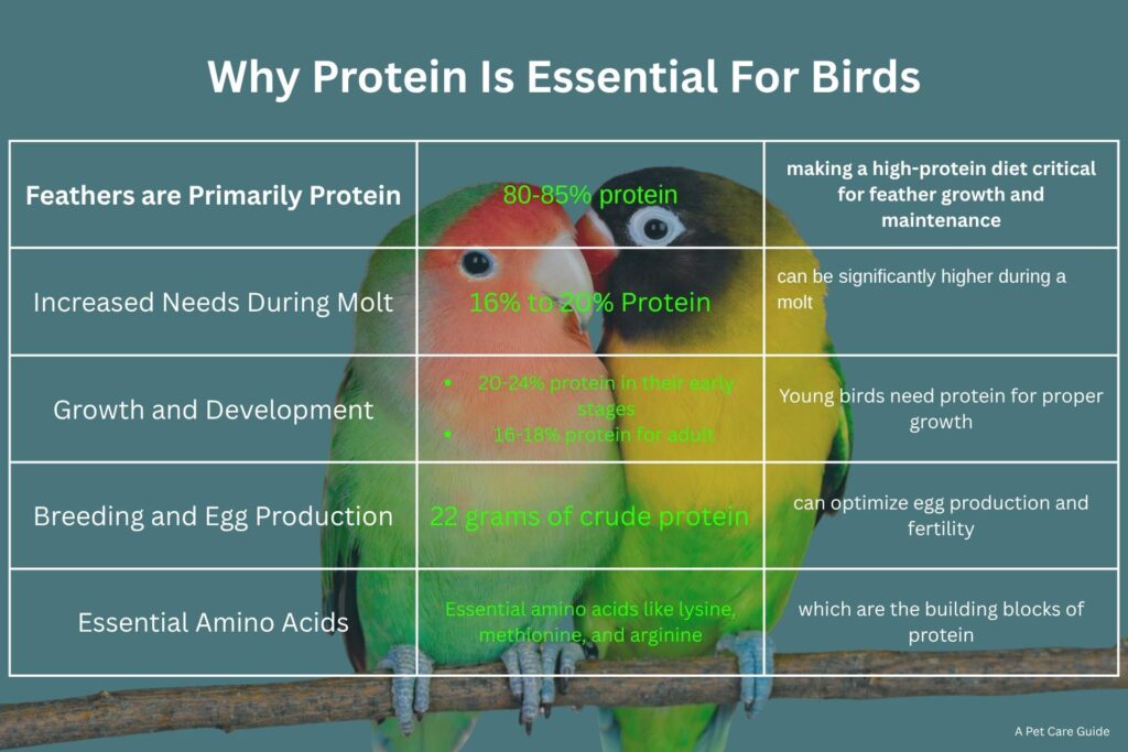 high protein bird food