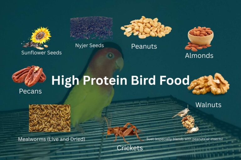 high protein bird food