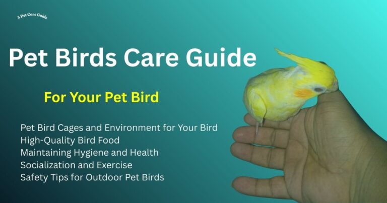 pet birds care tips