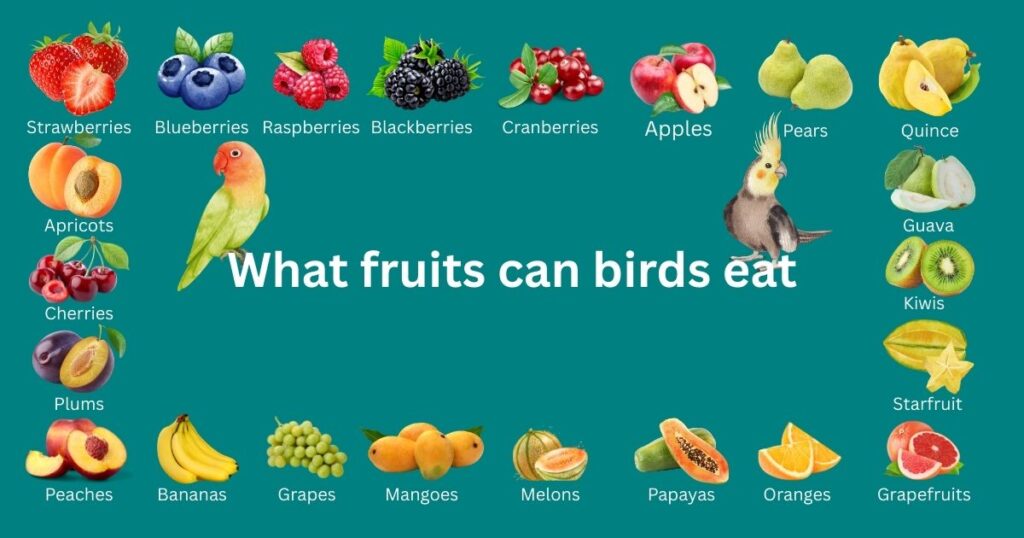 what fruits can birds eat