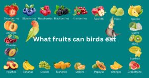what fruits can birds eat