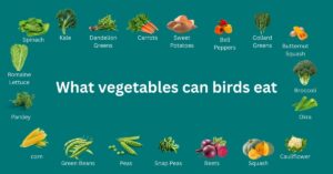 what vegetables can birds eat they are safe