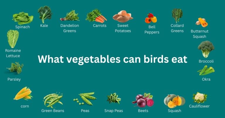 what vegetables can birds eat they are safe