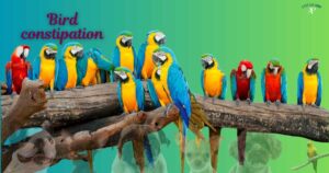 Bird constipation