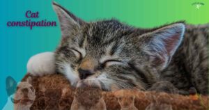Cat constipation