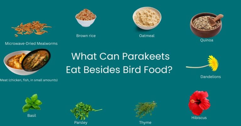 What Can Parakeets Eat Besides Bird Food