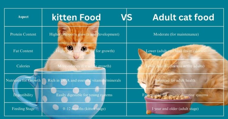 difference between kitten and cat food