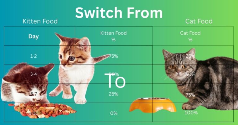 when to switch from kitten food to cat food
